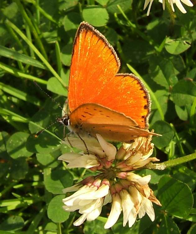 Lycaena virgaureae Lycaena virgaureae